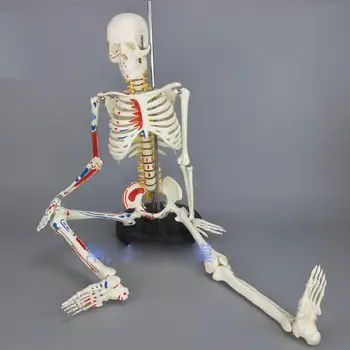 85 см Модель человеческого мышечного скелета, Раскрашенная Мышцами, Ненумерованная Анатомическая модель скелета, Медицинское учебное пособие